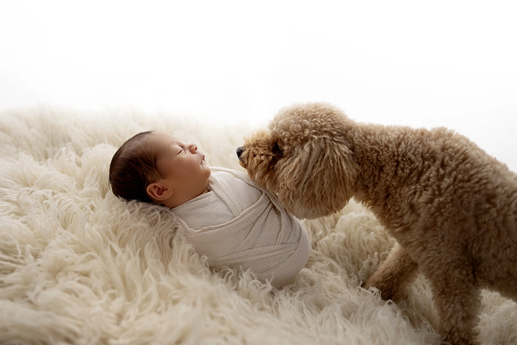 Family dog calmly approaching a wrapped newborn baby during a newborn photography session in Enfield, North London