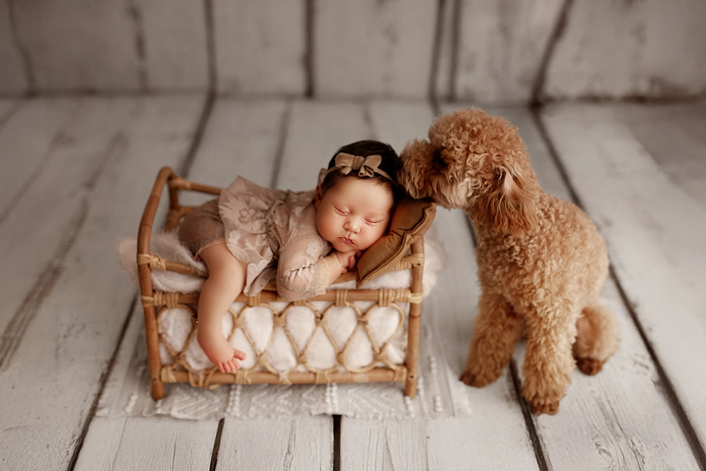 Family dog sitting beside a newborn baby during a studio photography session in Enfield, North London