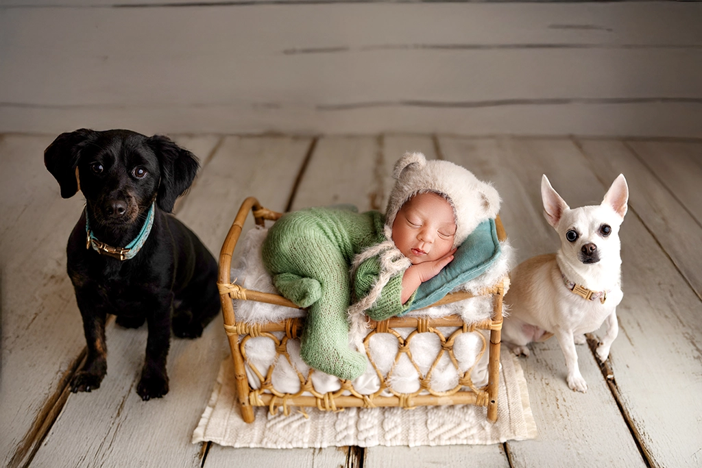 Newborn baby photographed safely with two family dogs during a newborn photography session in Enfield